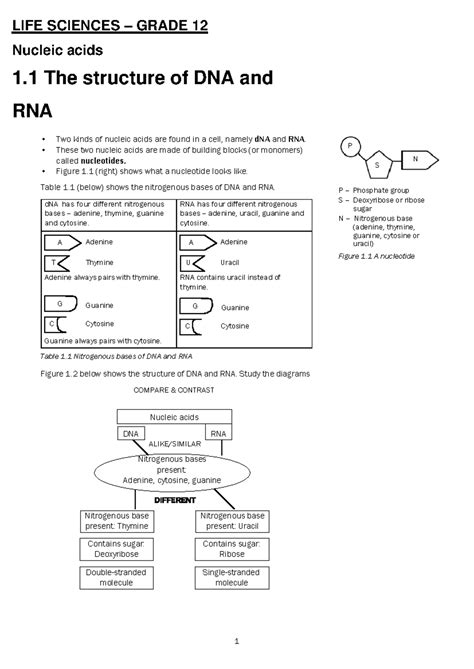 Nucleic Acids Grade 12 Notes Pdf