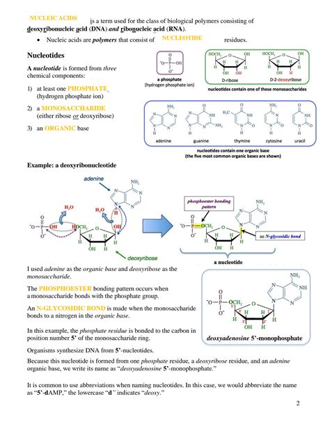 Nucleic Acids Lecture Notes