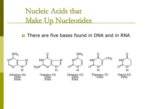 Nucleic Acids Make Up