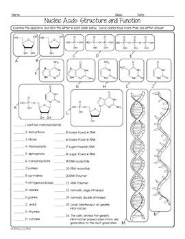 Nucleic Acids Structure And Function Worksheet Answer Key Pdf