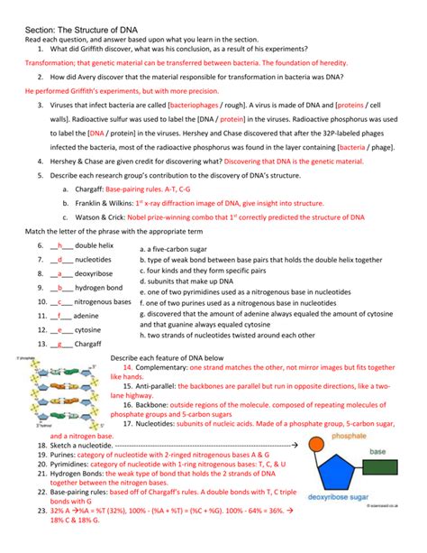 nucleic acids structure and function worksheet answers