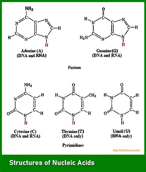 Nucleic Acids Structures Properties And Functions