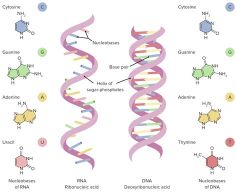 Nucleic Acids Y
