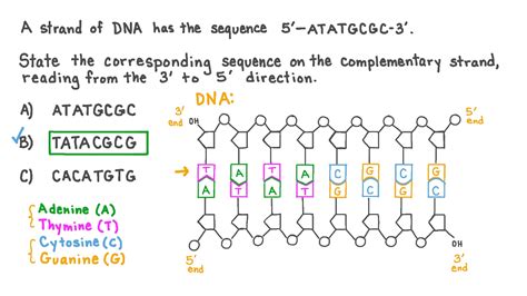 Nucleotide Complementary Sequence In Rna