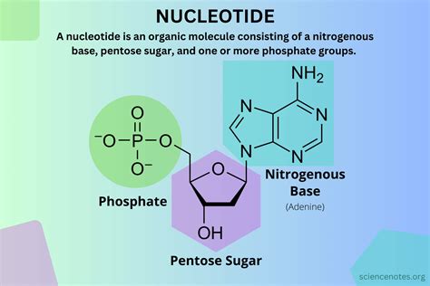 Nucleotide Enzyme Function