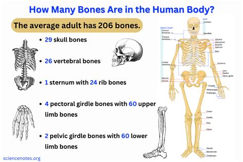How Many Bones Are in the Human Body Exactly?