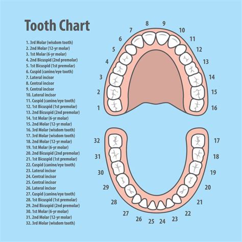 Numbers When Checking Gums
