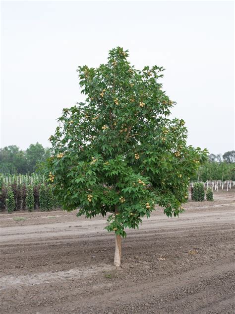 Nurseries In Bainbridge Ohio