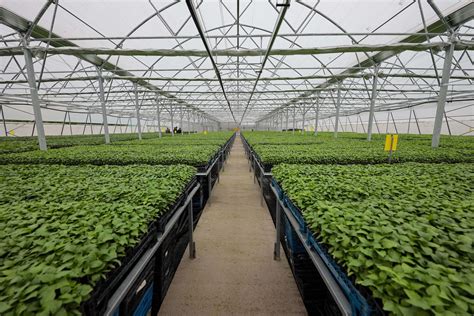 Nursery Beds Seedling