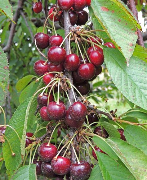 nursery cherry