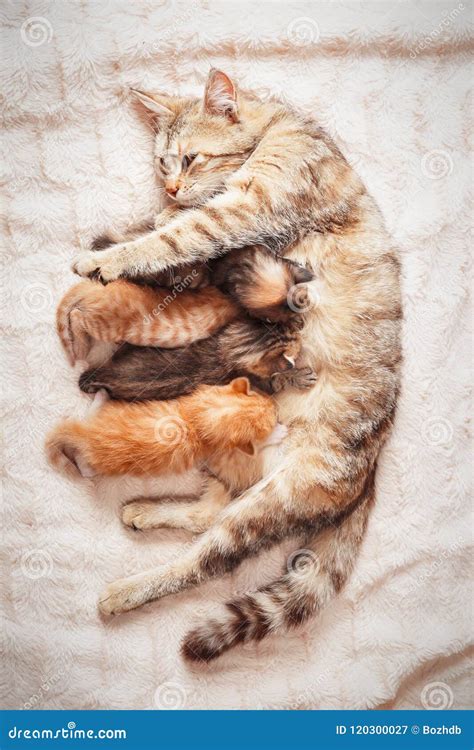 Nursing Kittens