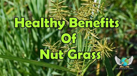 Nut Grass Root Edible