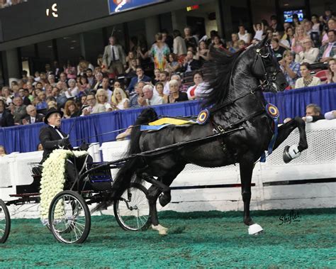 Nutcracker's Nirvana Horse