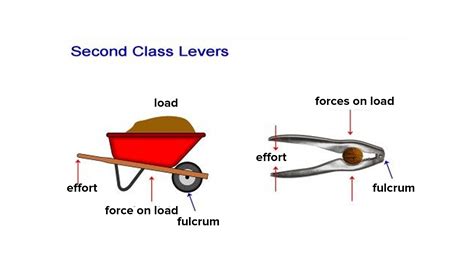 Nutcracker Meaning In Science