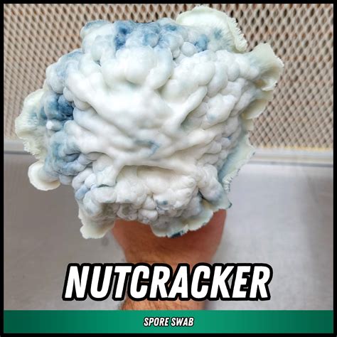 Nutcracker Mushroom Spore