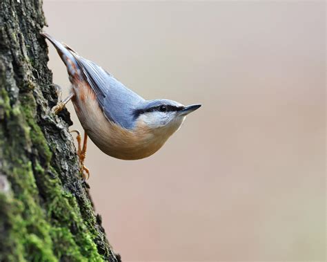 Nuthatch Image