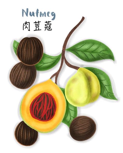 Nutmeg Chinese Name