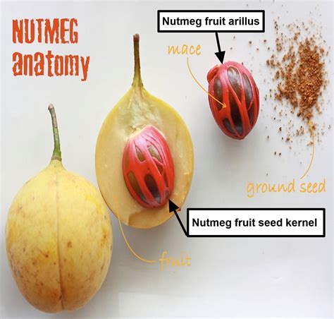 Nutmeg Fruit Contains
