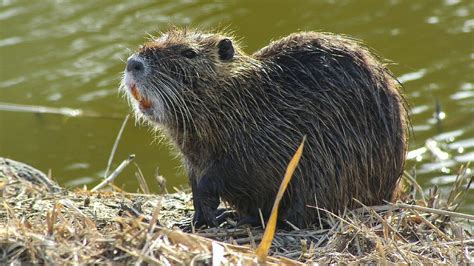 nutria rat in south carolina