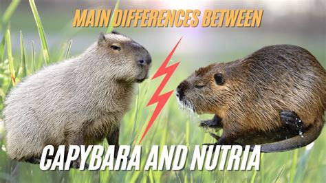 nutria rat vs capybara