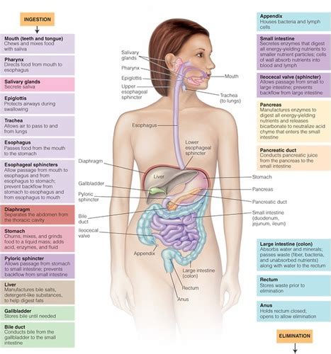 Nutrition Flashcards Quizlet