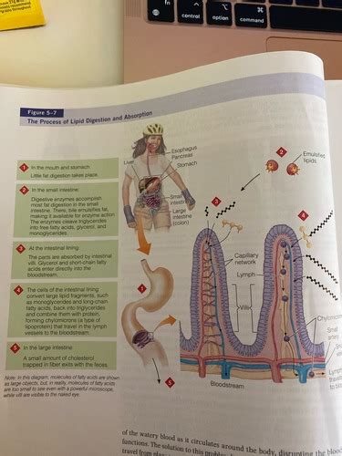 Nutrition Chapter 5 Lecture Notes