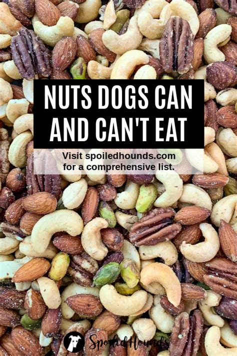 Nuts Can Dogs Have