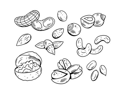 Nuts Drawing Pictures