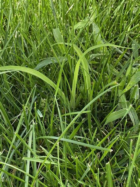 Nutsedge Control In Flower Beds