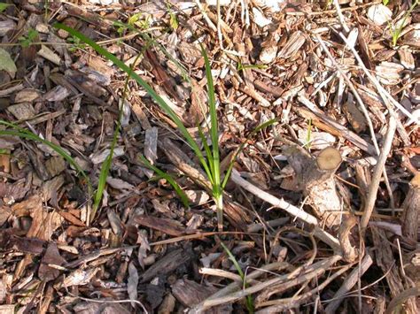 Nutsedge In Flower Bed
