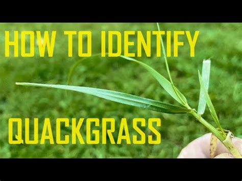 Nutsedge Or Quackgrass