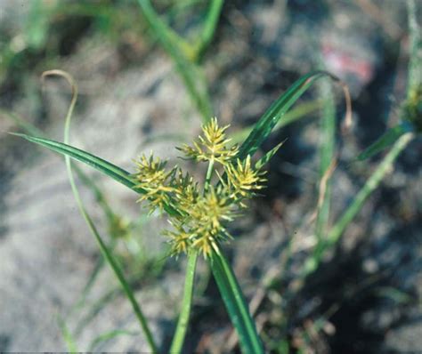 Nutsedge Scientific Name