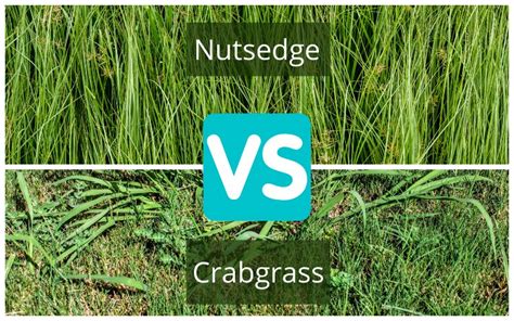 Nutsedge Vs Johnson Grass