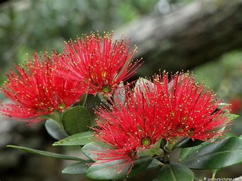 Nz Native Tree Red Flowers