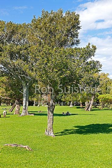 Nz Native Trees Titoki