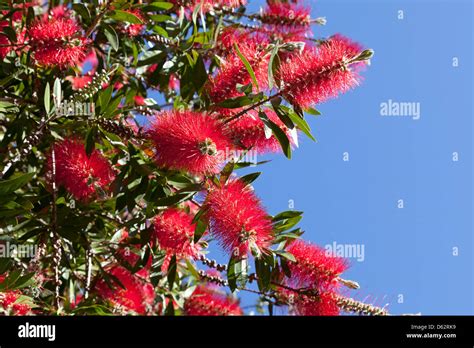 Nz Red Flower Tree