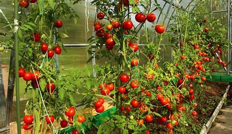 Plantar y Cultivar Tomates. ¡Fácil y saludable! | Jardinedia