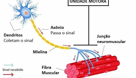 ANATOMIA -SISTEMA MUSCULAR HUMANO Músculos São estruturas
