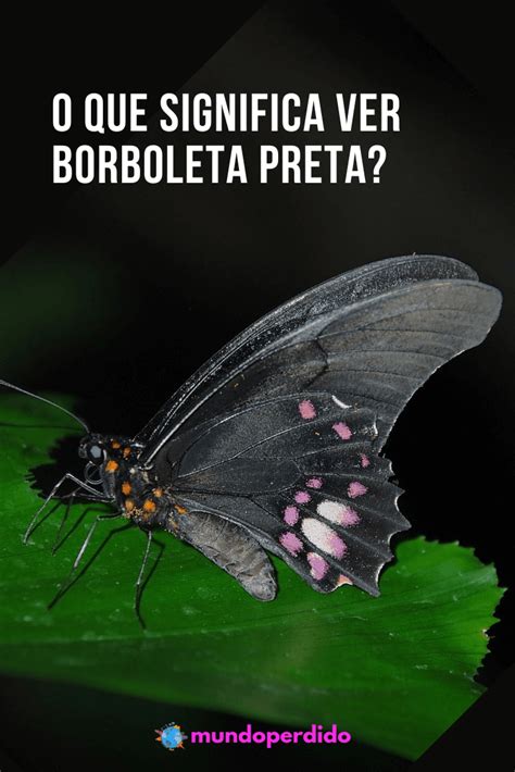 About O�que Significa Ver Borboleta Preta Trending