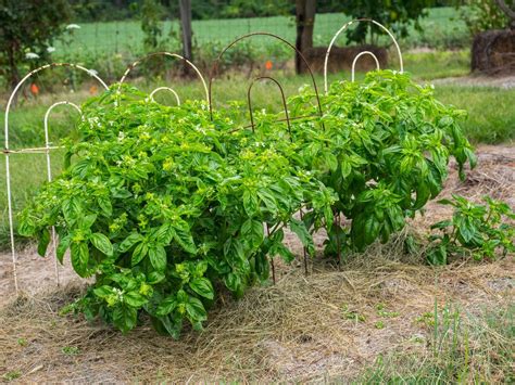Où Planter Le Basilic Ombre Ou Soleil Basilic : Le Planter Et Le Cultiver Au Jardin Ou En Pot