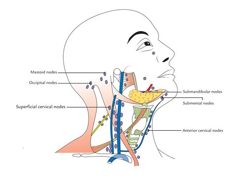 o que é linfonodo cervical