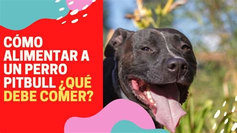 o que pode dar para pitbull comer