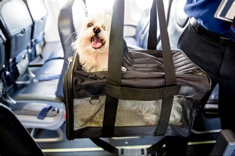 o que precisa para viajar com cachorro