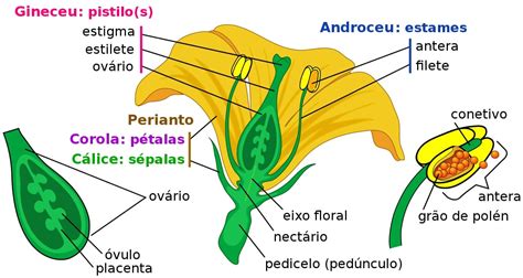 o que são flores