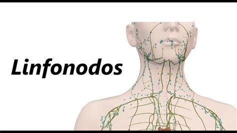 o que sao linfonodos