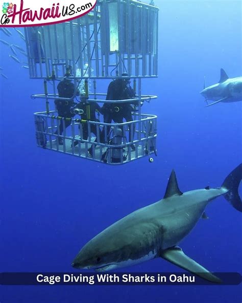 Oahu Diving With Sharks