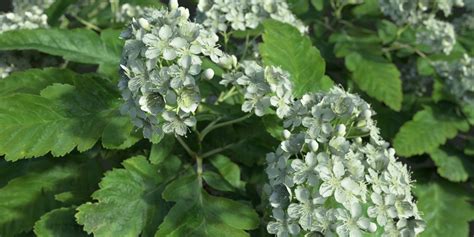 oak leaf mountain ash tree problems