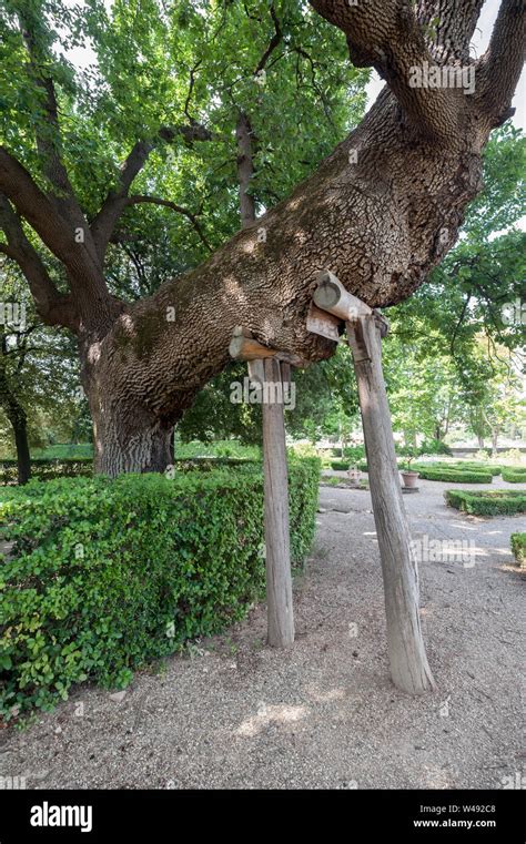Oak Tree Branch Support