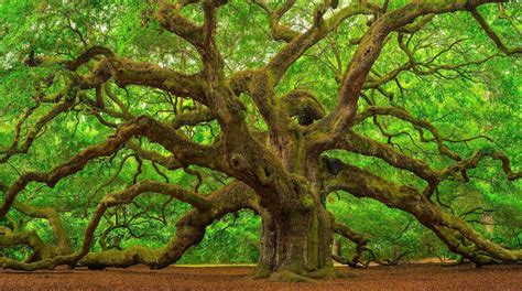 oak tree care