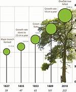 oak tree growth time